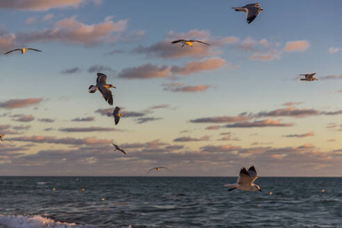 Seagulls flying over sea at Miami against sky during sunrise, Florida, USA - MABF00542