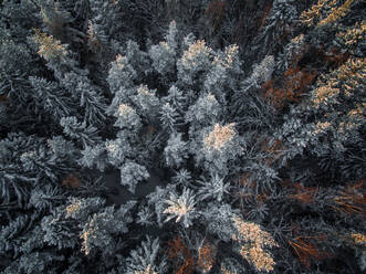 Luftaufnahme eines verschneiten Waldes im Winter in Estland. - AAEF00884