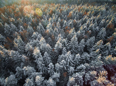 Luftaufnahme eines verschneiten Waldes im Winter in Estland. - AAEF00885