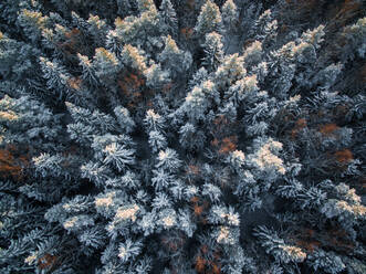 Luftaufnahme eines verschneiten Waldes im Winter in Estland. - AAEF00886