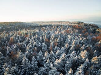 Luftaufnahme eines verschneiten Waldes an der Küste von Estland. - AAEF00887