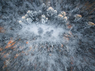 Luftaufnahme eines verschneiten Waldes im Winter in Estland. - AAEF00891