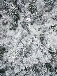 Aerial view of snowy forest in Estonia. - AAEF00895