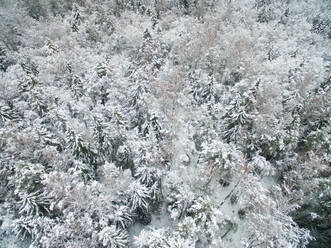 Aerial view of snowy forest in Estonia. - AAEF00897