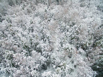 Luftaufnahme eines verschneiten Waldes in Estland. - AAEF00897