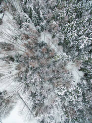 Aerial view of snowy forest in Estonia. - AAEF00898