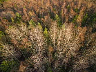 Luftaufnahme eines Waldes während der Herbstsaison in Estland. - AAEF00907