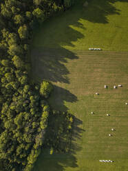 Luftaufnahme von Wald und Strohballen auf einem Acker in Estland. - AAEF00931