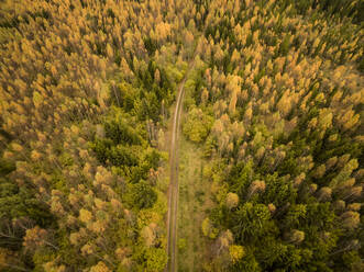 Luftaufnahme einer leeren geraden Straße, die durch einen bunten Wald in Estland führt. - AAEF00944