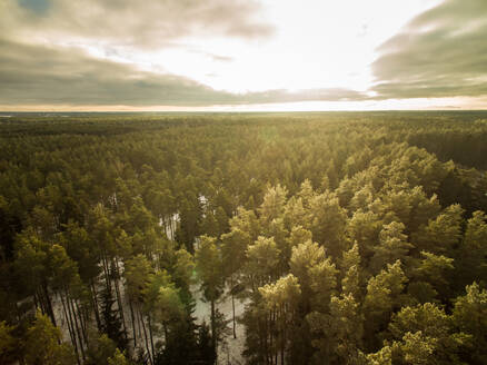Luftaufnahme eines strahlenden Himmels und eines verschneiten Waldes in Estland. - AAEF00947