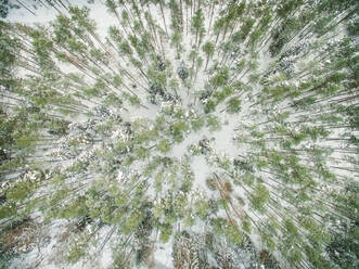 Luftaufnahme eines verschneiten Waldes mit grünen Kiefern in Estland. - AAEF00962