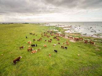 Aerial view of an herd of cows grazing close to the sea in Estonia. - AAEF00985