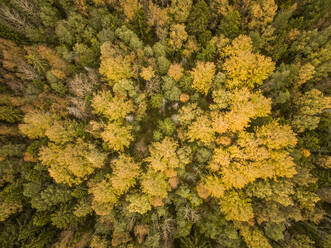 Luftaufnahme eines bunten Waldes in Estland. - AAEF01025
