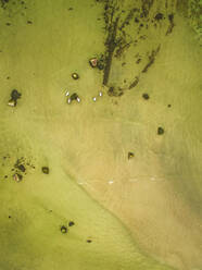 Abstrakte Luftaufnahme von Schwänen, die in der grünlichen Ostsee in Estland schwimmen. - AAEF01031