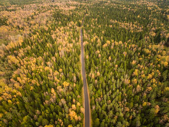 Luftaufnahme einer geraden Straße durch einen bunten Wald in Estland. - AAEF01036