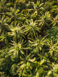 Abstract aerial view of palm trees in Thailand. - AAEF01047