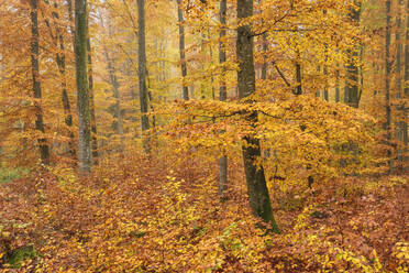 Orange trees in forest during autumn at Baden-Württemberg, Germany - RUEF02309