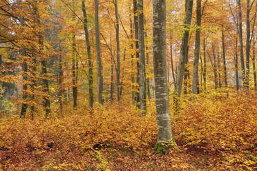 Bäume im Wald im Herbst in Baden-Württemberg, Deutschland - RUEF02310