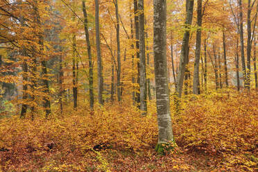 Trees in forest during autumn at Baden-Württemberg, Germany - RUEF02310