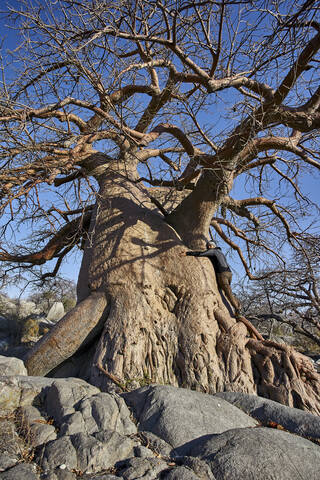 Mann umarmt alten Baobab-Baum, Makgadikgadi Pans, Botswana, lizenzfreies Stockfoto