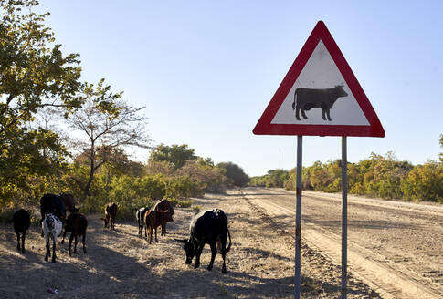 Vorsicht vor Kuhschildern an der unbefestigten Straße gegen den klaren Himmel im Caprivi-Streifen, Namibia - VEGF00476