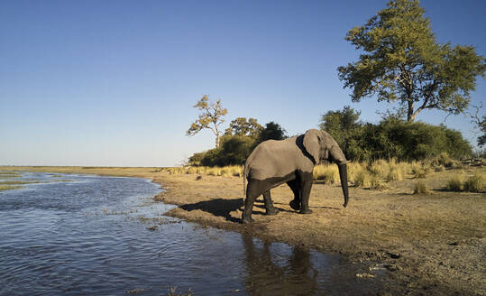 Elefant auf dem Weg aus dem Fluss im Caprivi-Streifen, Namibia - VEGF00481