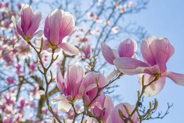 Close up of magnolias, Washington D.C., United States of America, North America - RHPLF00008