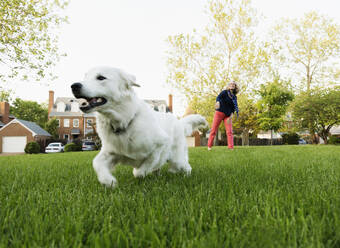 Kaukasische Frau spielt mit Hund im Park - BLEF13767