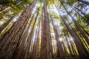 Low angle view of trees in sunny forest - BLEF13770