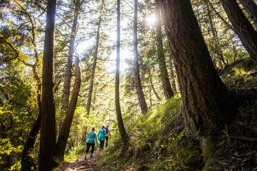 Women hiking in sunny forest - BLEF13771