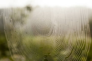 Nahaufnahme eines Spinnennetzes im Freien - BLEF13815