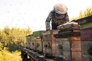 Imkerin Mari bei der Arbeit mit Bienenstöcken im Freien - BLEF13823