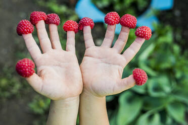 Close up of child holding raspberries on fingers - BLEF13854