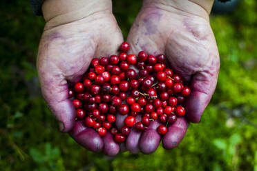 Nahaufnahme von gefärbten Händen, die rote Beeren halten - BLEF13865