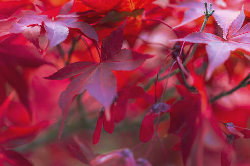 Nahaufnahme von roten Blättern an einem Ahornbaum, New York, USA - MMAF01097