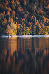 Sylvensteinsee vor Nadelbäumen im Wald im Herbst in Oberbayern, Deutschland - MMAF01103