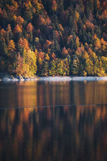 Sylvensteinsee vor Nadelbäumen im Wald im Herbst in Oberbayern, Deutschland - MMAF01103