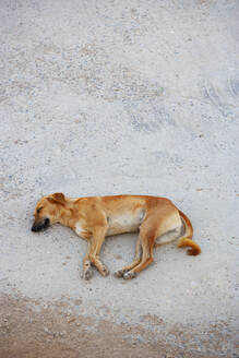 Schlafender Hund auf dem Boden, Sur, Oman - WWF05189