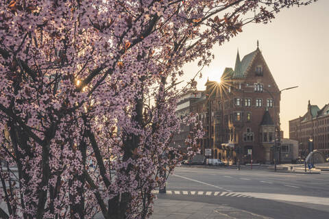 Kirschbaum auf dem Bürgersteig vor der Speicherstadt in der Stadt bei Sonnenuntergang in Hamburg, Deutschland, lizenzfreies Stockfoto