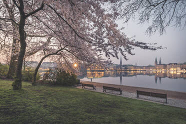 Kirschbäume an der Binnenalster gegen den Himmel im Frühling in Hamburg, Deutschland - KEBF01299