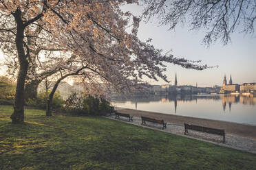 Kirschbäume an der Binnenalster gegen den Himmel im Frühling in Hamburg, Deutschland - KEBF01300