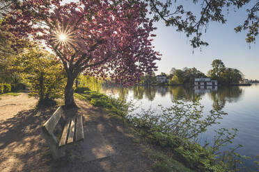 Kirschbaum an der Binnenalster gegen den klaren Himmel im Frühling in Hamburg, Deutschland - KEBF01306