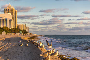 Seagulls on sea shore at Miami Beach against sky, Florida, USA - MABF00544
