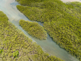 Luftaufnahme eines transparenten Flusses inmitten des Regenwaldes, Cascalve, Brasilien. - AAEF01410