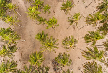 Luftaufnahme von Palmen am Strand von Rio do Fogo in Brasilien. - AAEF01458