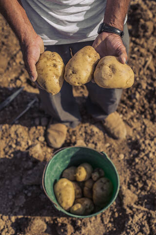 Mann bei der Kartoffelernte mit Mistgabel auf einem Feld, lizenzfreies Stockfoto