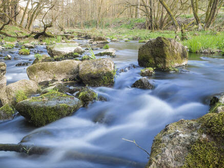 Ansicht des Flusses Naab gegen Bäume im Wald, Bayern, Deutschland - HUSF00051