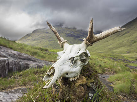 Nahaufnahme eines Hirschschädels auf einem Felsen vor bewölktem Himmel, Schottland, UK - HUSF00056