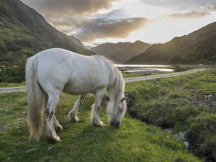 Weißes Pferd steht auf grasbewachsenem Land gegen bewölkten Himmel bei Sonnenuntergang, Schottland, UK - HUSF00060