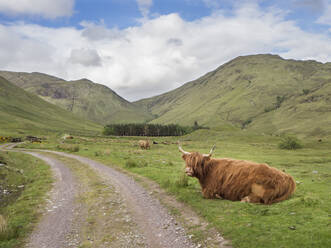 Highland cattle sitting on grassy land against cloudy sky, Scotland, UK - HUSF00062